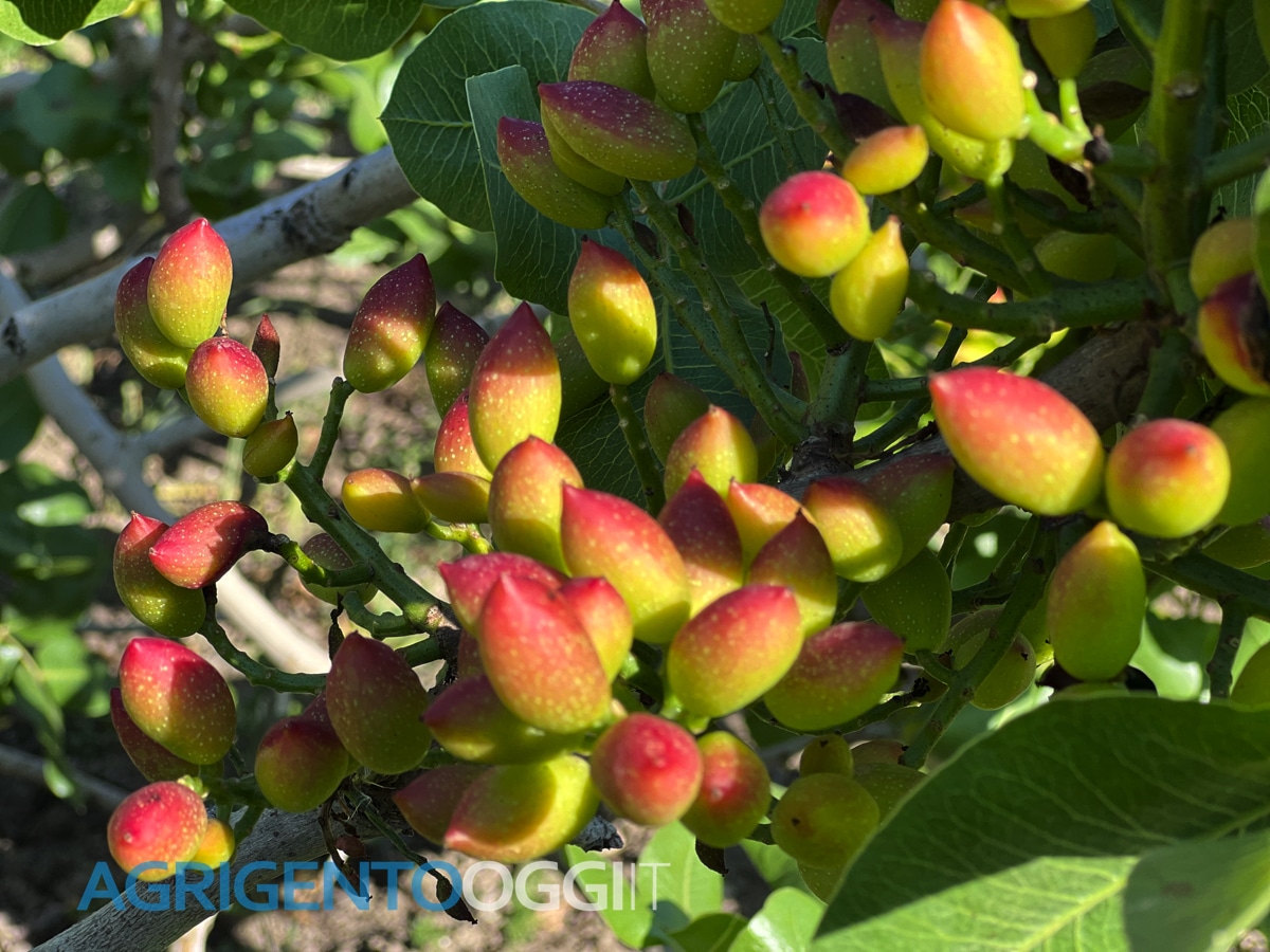 pistacchioraffadalipizzavincenzolaportafontanelle copy copy