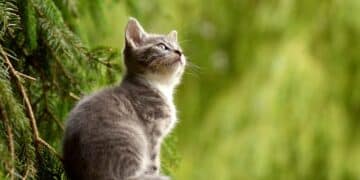 A cute kitten gazes up at a towering pine tree