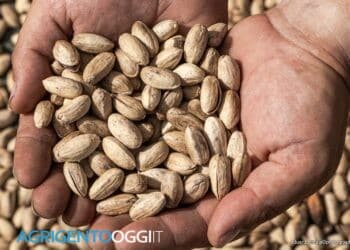 pistacchio di raffadali