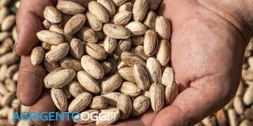 pistacchio di raffadali